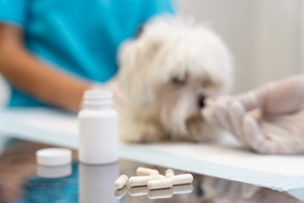 Can I Give Paracetamol to My Dog For Fever?